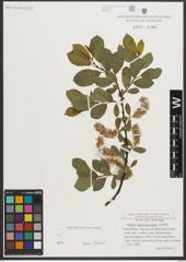 Foto von Salix mielichhoferi Saut.